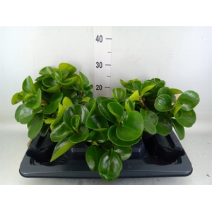 Peperomia obt. 'Green Gold'