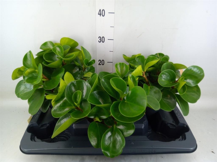 <h4>Peperomia obt. 'Green Gold'</h4>