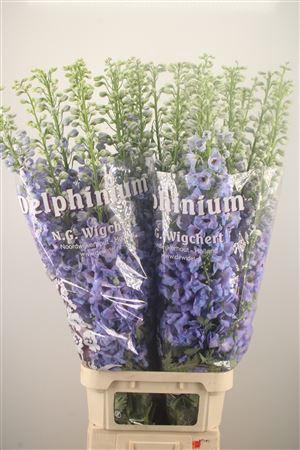 <h4>Delph El Dewi Light Blue Smile</h4>