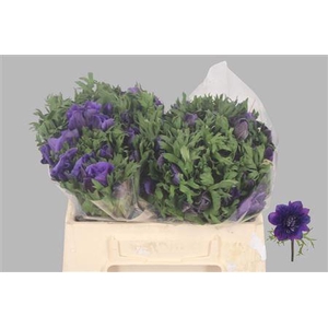 Anemone Galil Blue