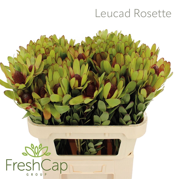<h4>Leucad Rosette</h4>
