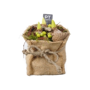 PTWH8405 Arrangement Winter Hyacint in jute zak