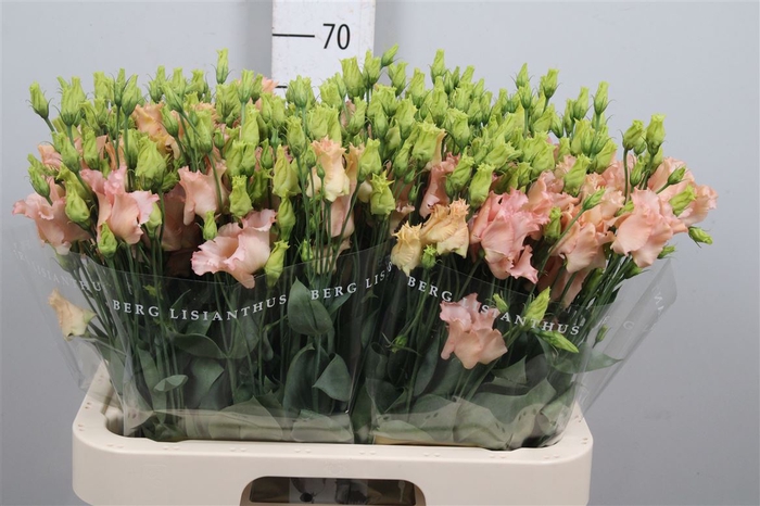 <h4>Eus E Falda Apricot</h4>