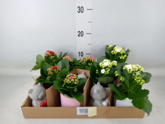 <h4>Arr.    Planten  L%</h4>