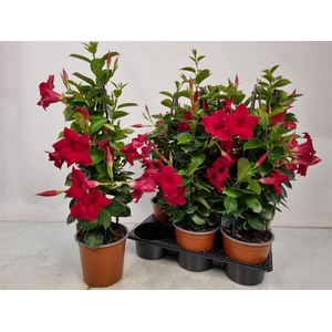 MANDE SUN RED