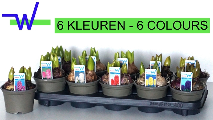 <h4>Hyacin Gem 6 Kl</h4>