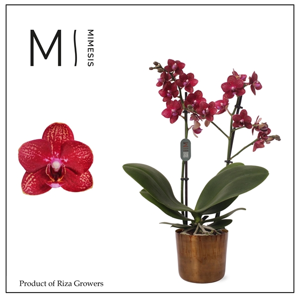 <h4>Mimesis Phal. Multi Red - 2 spike 12cm in Jess Old Camel Metal</h4>