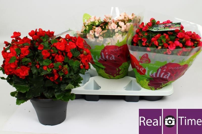 <h4>BEG EN BETULIA GEM</h4>