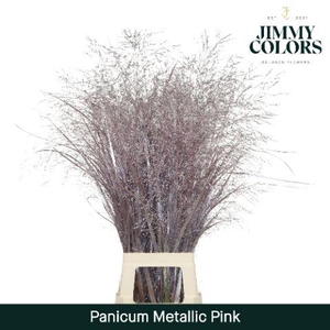 Siergras L90 Metallic Roze