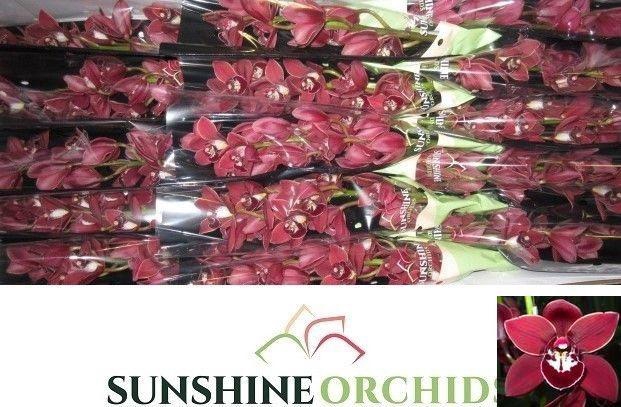 <h4>CYMB MI FLYING HIGH</h4>