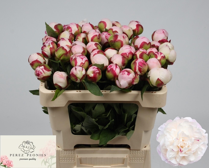 <h4>PAEO L GARDENIA</h4>