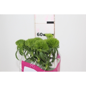 DIANTHUS GREEN BALL 060 CM