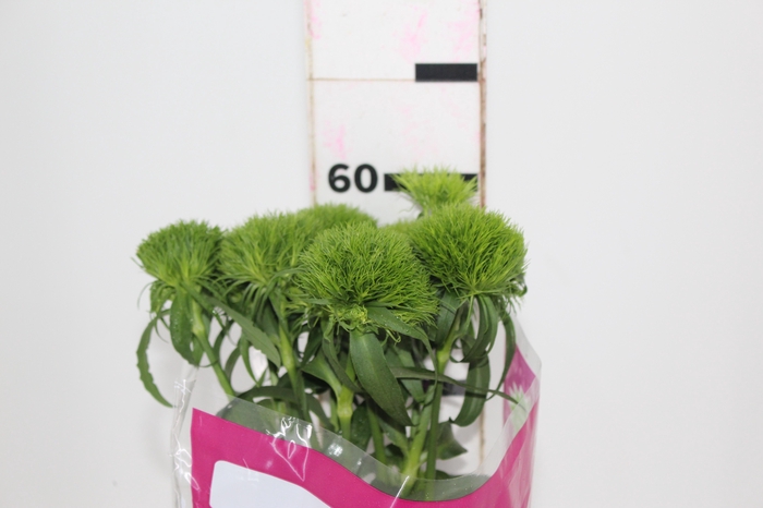 <h4>DIANTHUS GREEN BALL 060 CM</h4>