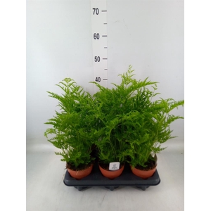 Pteris straminea