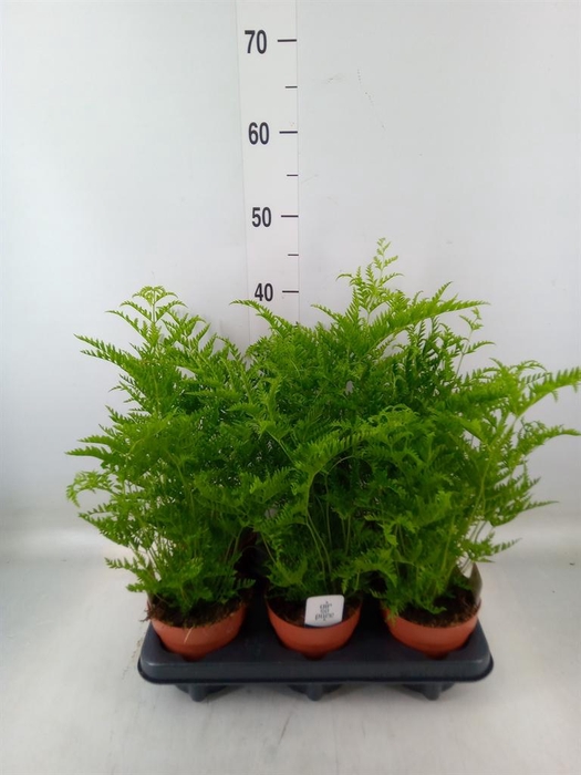 <h4>Pteris straminea</h4>