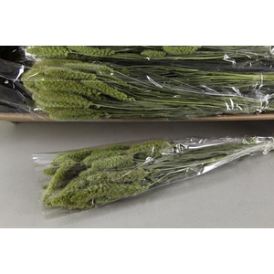 Df Setaria  Green 100g Poly