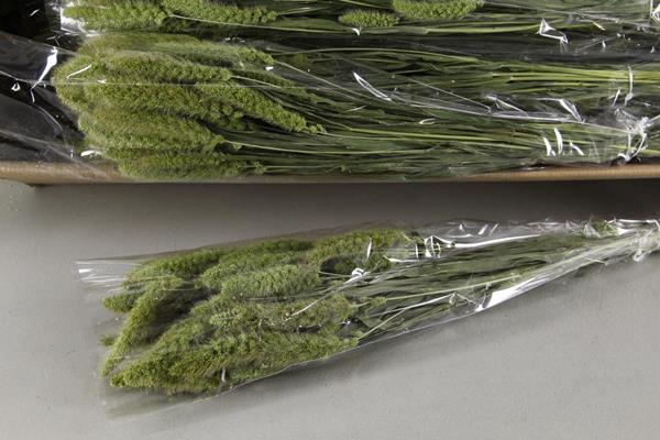 <h4>Df Setaria  Green 100g Poly</h4>