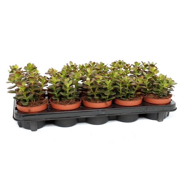 <h4>Crassula minor 10,5 cm</h4>