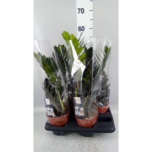 Zamioculcas zamiifolia 'Dowon'