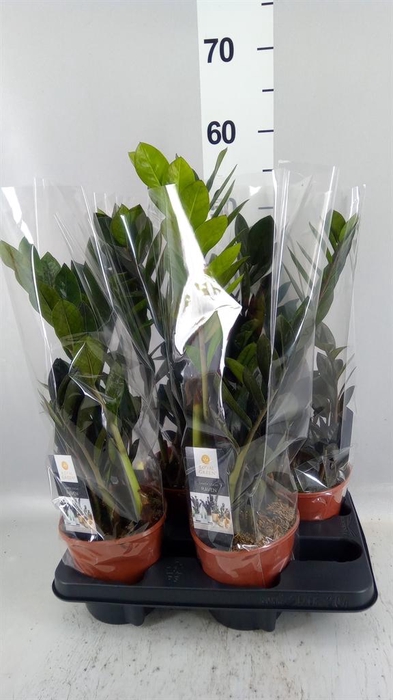 <h4>Zamioculcas zamiifolia 'Dowon'</h4>