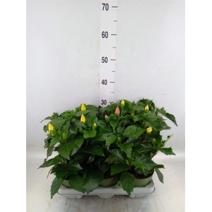 Hibiscus rosa-sin.   ...mix