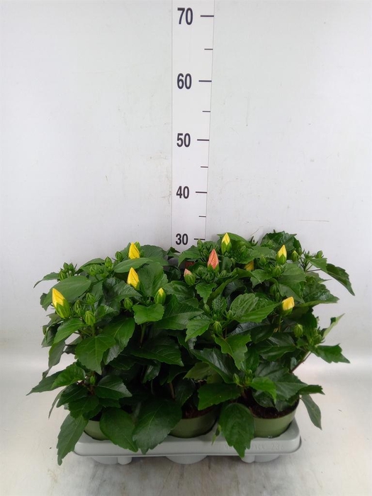 <h4>Hibiscus rosa-sin.   ...mix</h4>