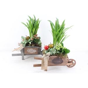 arr2 TD - Houten kruiwagen - rood/wit