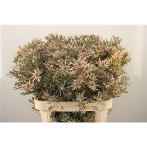 Leucad Ayoba Star Pearl
