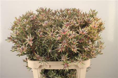 <h4>Leucad Ayoba Star Pearl</h4>