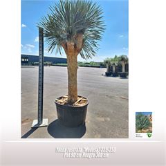 <h4>Yucca rostrata "Medusa"</h4>