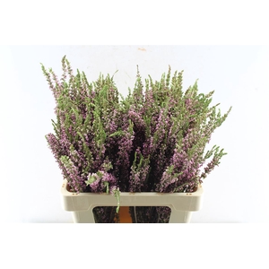 Kaaps Erica Ericoides