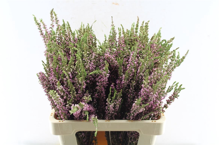 <h4>Kaaps Erica Ericoides</h4>