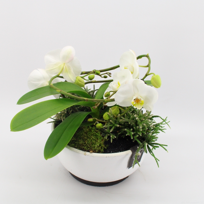 PHAL-2443 Phalaenopsis creatie