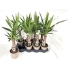 Yucca 30cm 2+
