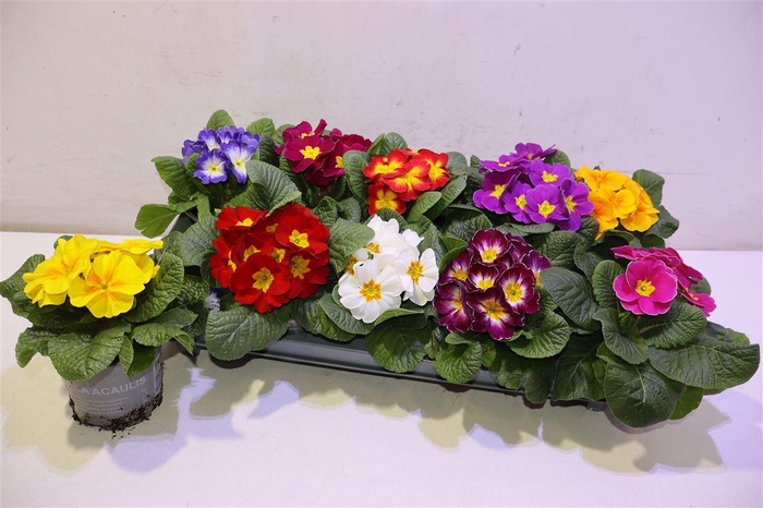 <h4>arr8 Prim Ac Paradiso Gem</h4>