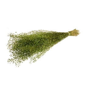 Lepidium Atraxa Green