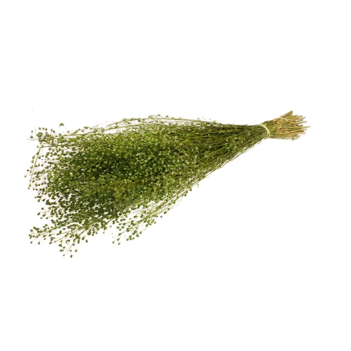 <h4>Lepidium Atraxa Green</h4>