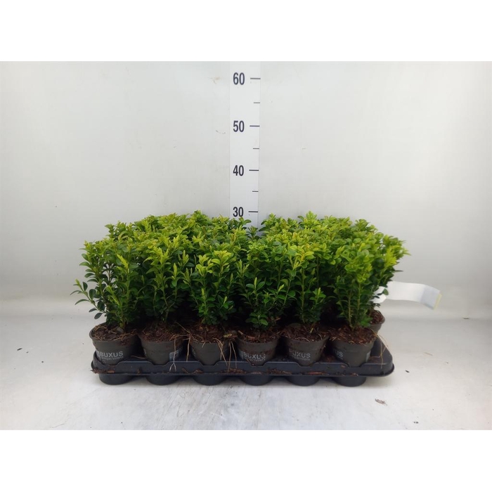 <h4>Buxus semp. ...</h4>