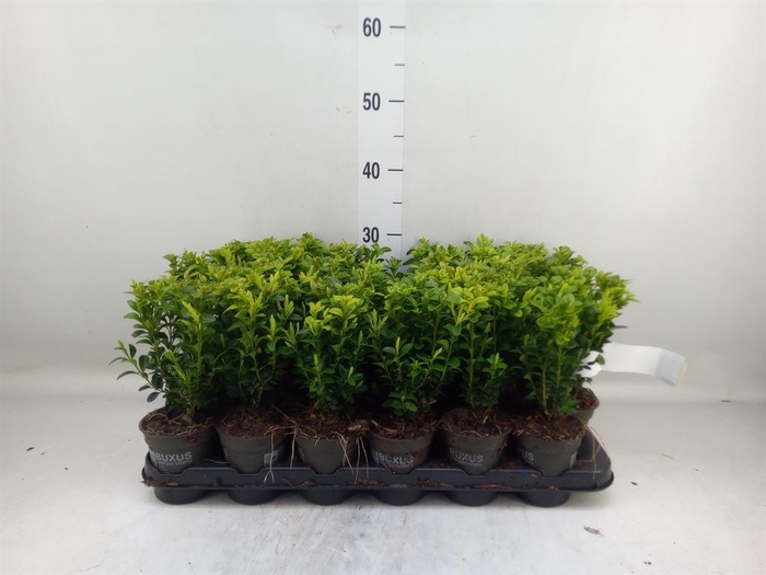 Buxus semp.   ...