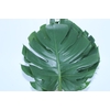 FOLHAGEM MONSTERA DELICIOSA 030 CM