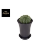 Gymno Cactus Spineless Worm XXL
