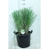 Cortaderia selloana Pumila