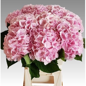 HYDR M CH VERENA PINK