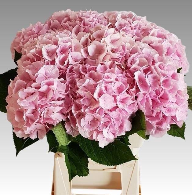 <h4>HYDR M CH VERENA PINK</h4>