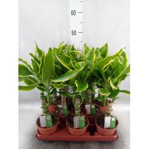 Dracaena frag. 'Golden Coast'