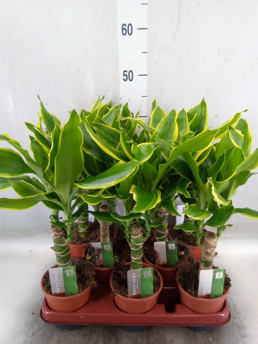 <h4>Dracaena frag. 'Golden Coast'</h4>