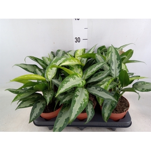 Aglaonema  'Jubilee Compacta'