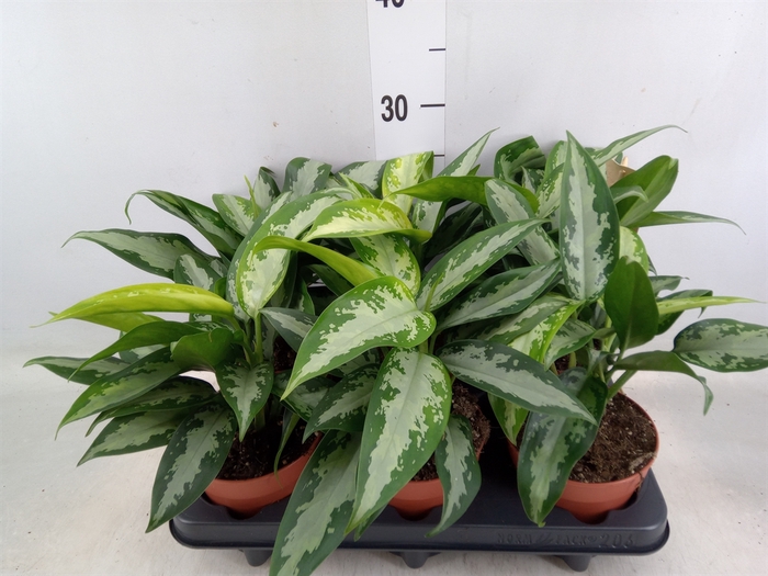 <h4>Aglaonema  'Jubilee Compacta'</h4>