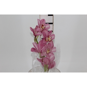 CYMBIDIUM HT 5/9 FLS ROSA