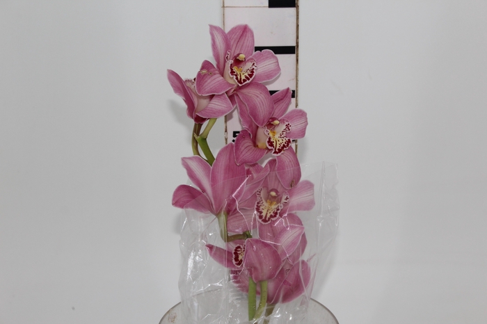 <h4>CYMBIDIUM HT 5/9 FLS ROSA</h4>